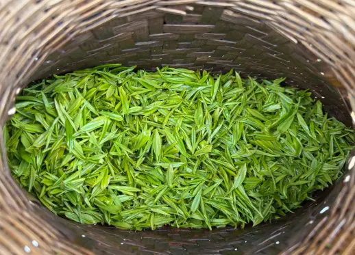 青西郊野公园水上森林：闯入魔都现实版绿野仙踪🌲
